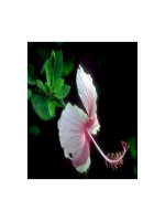 Bô sưu tập các loài hoa