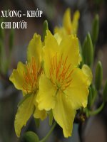 Xương Khớp chi dưới