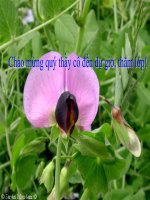 TIET 51: BO DOI VA BO CA VOI