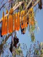 bộ dơi và bộ cá voi