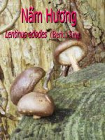 ky thuat nuoi trong nam-nam Huong