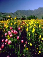 Tính chất cơ bản của phép nhân phân số(2)