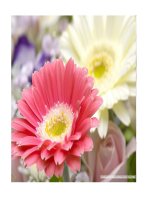 SẮC MÀU CỦA HOA