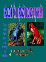 DA DANG PHONG PHU - LOAI ECH