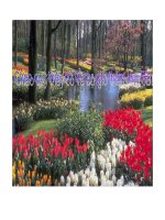 Tiết 31: Ôn tập thực vật và động vật