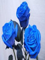 Tiet 30- Su bay hoi su ngung tu