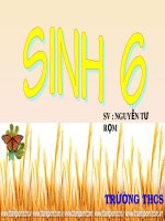 Bai 45 su phat trien cua thuc vat