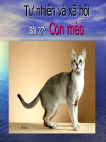 TNXH LOP 1 BÀI :CON MÈO