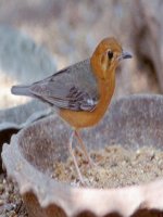 Bộ sưu tập các loai chim