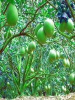 Lam quen chư cai l,m,n