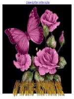 CÁNH  BƯỚM VƯỜN XUÂN