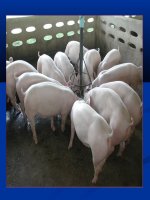 Các bện có biến đổi trên da _thú y