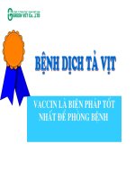 Dịch tả vịt - Viêm gan vịt