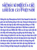 Sắc màu kì diệu của ếch cây VN