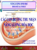 chuyển hóa năng lượng