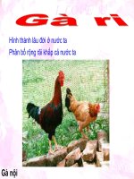 Đặc điểm một số loại gà