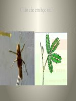 bài 23: Hướng động