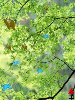 Các TH đồng dạng của tam giác vuông