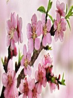 Tiet 52 - Luyen tap Hinh hoc 9