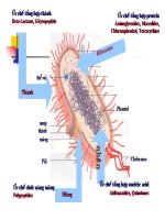 Cơ chế tác động của kháng sinh_phần 2