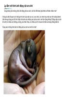 Tranh động vật sơ sinh đáng yêu!