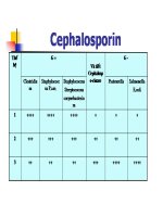 Cơ chế tác động của kháng sinh_phần 3