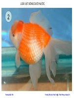 6 TRANH BÀI LOÀI VẬT SỐNG DƯỚI NƯỚC