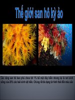 THẾ GIỚI SAN HÔ KÌ ẢO