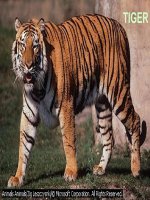 UNIT 11-language focus