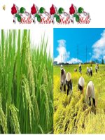 GADTTKBG năm học 2009- 2010 Bài 8: TÌNH HÌNH PHÁT TRIỂN KINH TẾ - XÃ HỘI CÁC NƯỚC CHÂU Á (Địa 8)