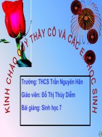 Hội giảng Tỉnh 09-10 - Tiết 52: Sự đa dạng của lớp thú (tt)