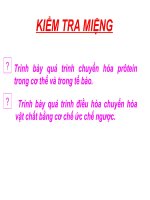 Bài 25: Quang hợp và hóa tổng hợp