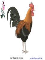 CÁC TRANH VỀ CON GÀ