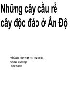 NHỮNG CÂY CẦU BẰNG RỄ CÂY