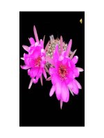 Bộ sưu tập hoa xương rồng