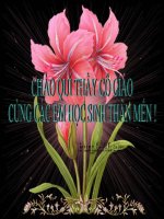 Tiết 8:Gương cầu lõm