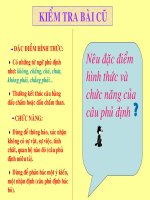 Tiết: 40   HÀNH ĐỘNG NÓI