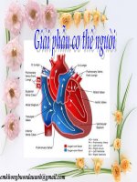 GIẢI PHẪU CƠ THỂ NGƯỜI