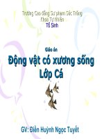 Lớp Cá- Cá sụn