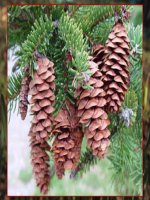 HẠT TRẦN VÀ CÂY THÔNG