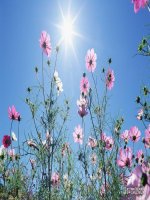 Hinh nen (Hoa) dep nhat 2010