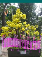 ĐIỀU KIỆN TN CỦA KHU VỰC NAM Á