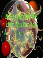 Bộ sưu tập những loài chim đẹp