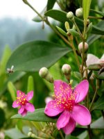 Bài 42. Sinh Sản hữu tính ở Thực vật