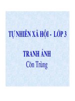 Tranh ảnh về Côn trùng
