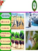 Da dang va dac diem chung cua lop chim