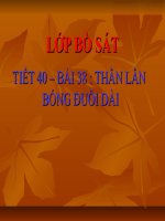 Thằn lằn bóng đuôi dài