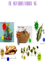 sinh san sinh dưỡng