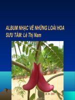 NHỮNG BÀI HÁT VỀ HOA