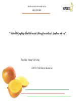 Điều khiển ra hoa trên xoài